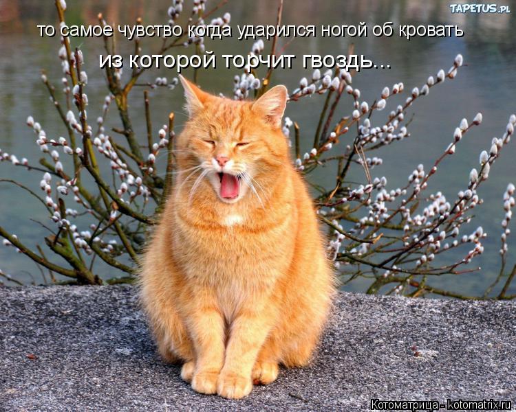 то самое чувство когда ударился ногой об кровать из которой торчит гвоздь...... Котоматрица: то самое чувство когда ударился ногой об кровать из которой торчит гвоздь...