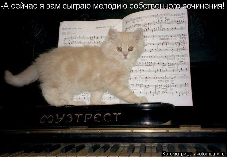-А сейчас я вам сыграю мелодию собственного сочинения!... Котоматрица: -А сейчас я вам сыграю мелодию собственного сочинения!