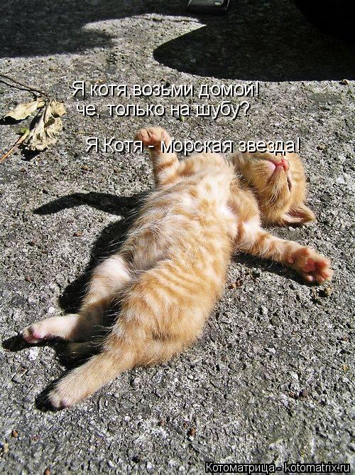 Я котя,возьми домой! че, только на шубу? Я Котя - морская звезда!... Котоматрица: Я котя,возьми домой! че, только на шубу? Я Котя - морская звезда!