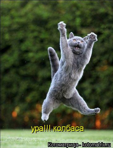 ура!!! колбаса... Котоматрица: ура!!! колбаса
