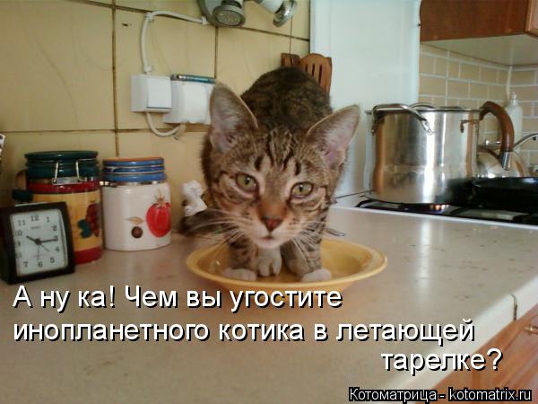 А ну ка! Чем вы угостите инопланетного котика в летающей тарелке?... Котоматрица: А ну ка! Чем вы угостите инопланетного котика в летающей тарелке?
