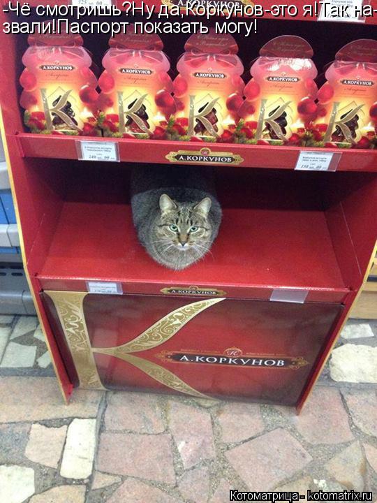 -Чё смотришь?Ну да,Коркунов-это я!Так на- звали!Паспорт показать могу!... Котоматрица: -Чё смотришь?Ну да,Коркунов-это я!Так на- звали!Паспорт показать могу!