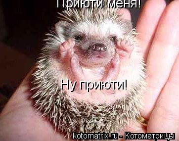 Приюти меня! Ну приюти!... Котоматрица: Приюти меня! Ну приюти!