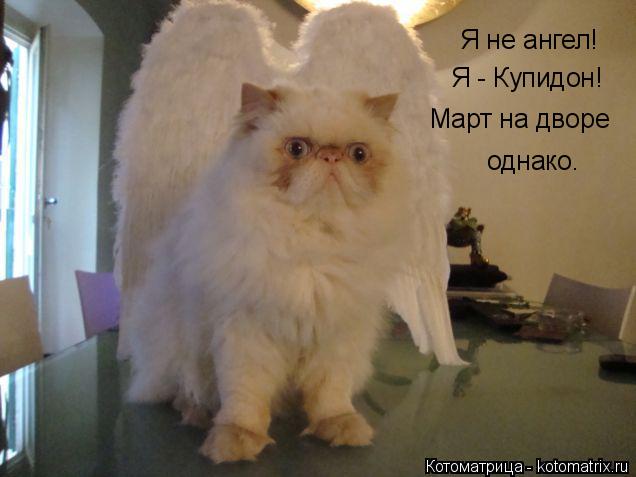 Я не ангел! Я - Купидон! Март на дворе однако.... Котоматрица: Я не ангел! Я - Купидон! Март на дворе однако.