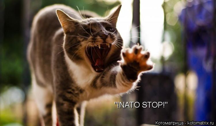 Котоматрица: "!NATO STOP!"