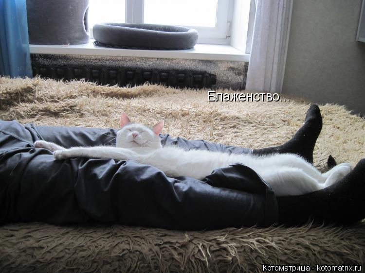 Блаженство...... Котоматрица: Блаженство...