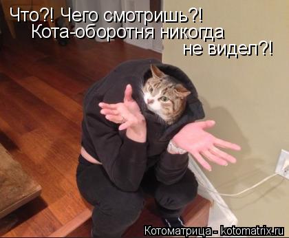 Что?! Чего смотришь?! Кота-оборотня никогда не видел?!... Котоматрица: Что?! Чего смотришь?! Кота-оборотня никогда не видел?!