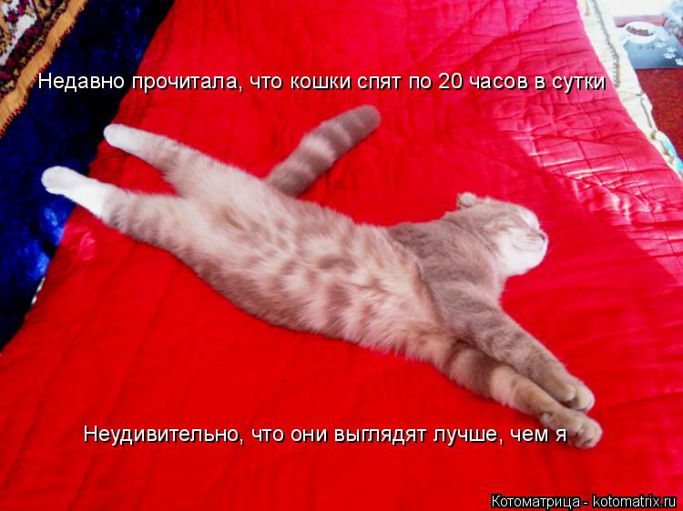 Недавно прочитала, что кошки спят по 20 часов в сутки Неудивительно, что они выглядят лучше, чем я... Котоматрица: Недавно прочитала, что кошки спят по 20 часов в сутки Неудивительно, что они выглядят лучше, чем я
