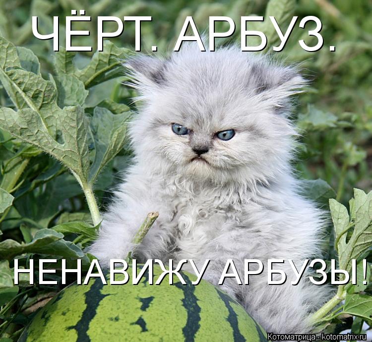 ЧЁРТ. АРБУЗ. НЕНАВИЖУ АРБУЗЫ!... Котоматрица: ЧЁРТ. АРБУЗ. НЕНАВИЖУ АРБУЗЫ!