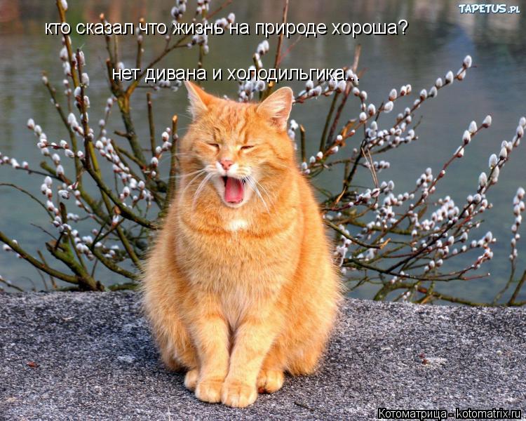 кто сказал что жизнь на природе хороша? нет дивана и холодильгика...... Котоматрица: кто сказал что жизнь на природе хороша? нет дивана и холодильгика...