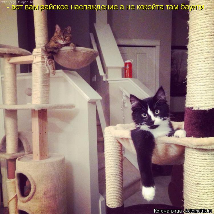 Котоматрица: - вот вам райское наслаждение а не кокойта там баунти