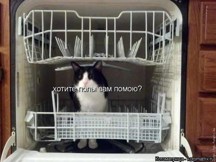 хотите полы вам помою?... Котоматрица: хотите полы вам помою?
