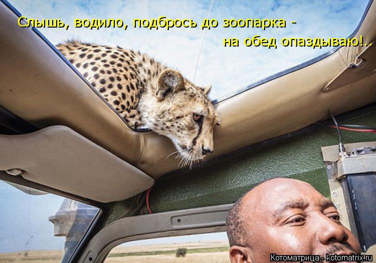 Слышь, водило, подбрось до зоопарка - на обед опаздываю!..... Котоматрица: Слышь, водило, подбрось до зоопарка - на обед опаздываю!..