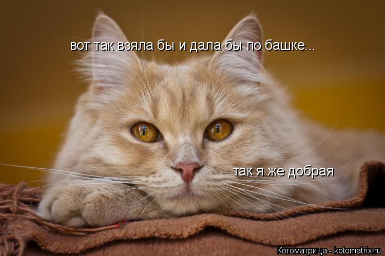 вот так взяла бы и дала бы по башке... так я же добрая... Котоматрица: вот так взяла бы и дала бы по башке... так я же добрая