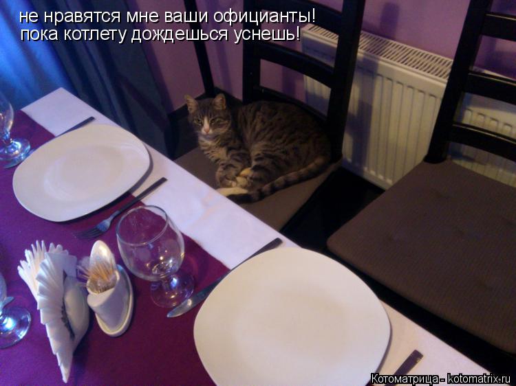 не нравятся мне ваши официанты! пока котлету дождешься уснешь!... Котоматрица: не нравятся мне ваши официанты! пока котлету дождешься уснешь!