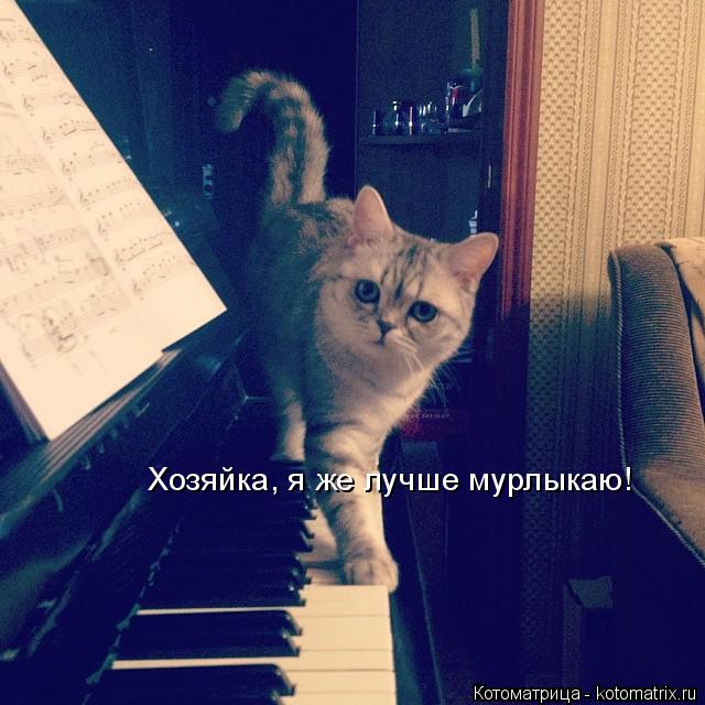 Хозяйка, я же лучше мурлыкаю!... Котоматрица: Хозяйка, я же лучше мурлыкаю!