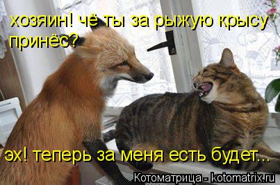 хозяин! чё ты за рыжую крысу принёс? эх! теперь за меня есть будет...... Котоматрица: хозяин! чё ты за рыжую крысу принёс? эх! теперь за меня есть будет...
