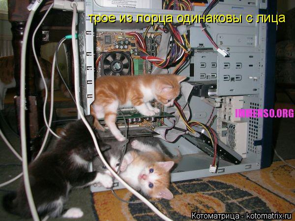 трое из лорца одинаковы с лица... Котоматрица: трое из лорца одинаковы с лица
