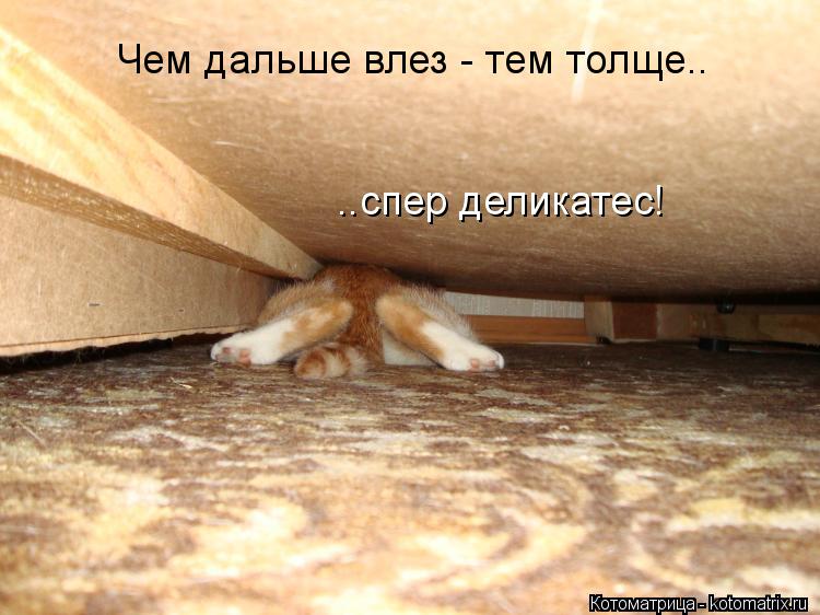Чем дальше влез - тем толще.. ..спер деликатес!... Котоматрица: Чем дальше влез - тем толще.. ..спер деликатес!