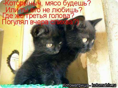 -Которыныч, мясо будешь? Или ты его не любишь? Где же третья голова? Погулял вчера слихва?)... Котоматрица: -Которыныч, мясо будешь? Или ты его не любишь? Где же третья голова? Погулял вчера слихва?)
