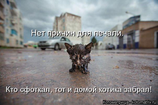 Нет причин для печали. Кто сфоткал, тот и домой котика забрал!... Котоматрица: Нет причин для печали. Кто сфоткал, тот и домой котика забрал!