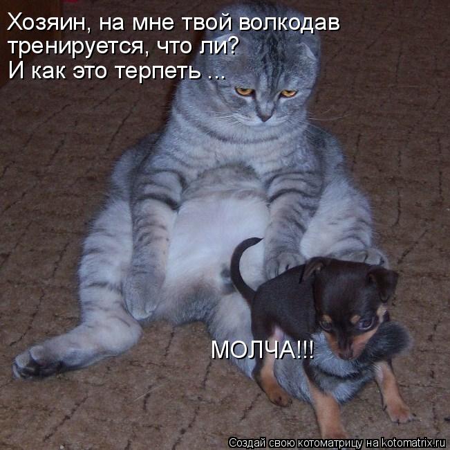 Хозяин, на мне твой волкодав тренируется, что ли? И как это терпеть ... МОЛЧА!!!... Котоматрица: Хозяин, на мне твой волкодав тренируется, что ли? И как это терпеть ... МОЛЧА!!!