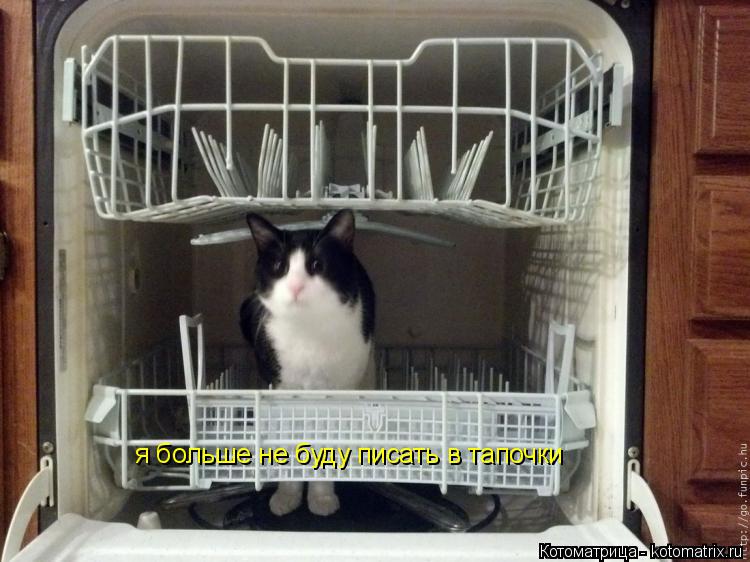 Котоматрица: я больше не буду писать в тапочки
