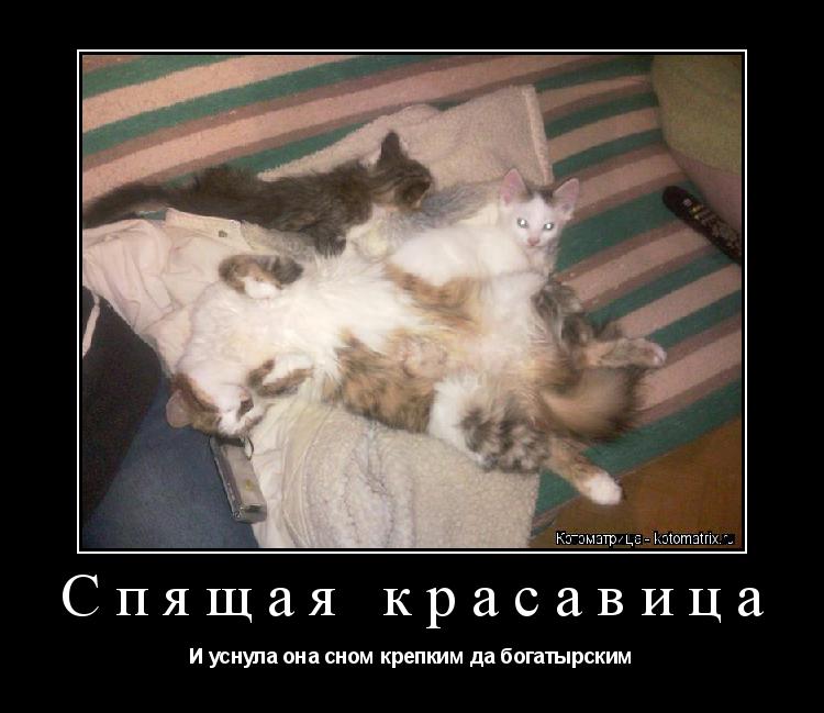 Котоматрица: Спящая красавица И уснула она сном крепким да богатырским