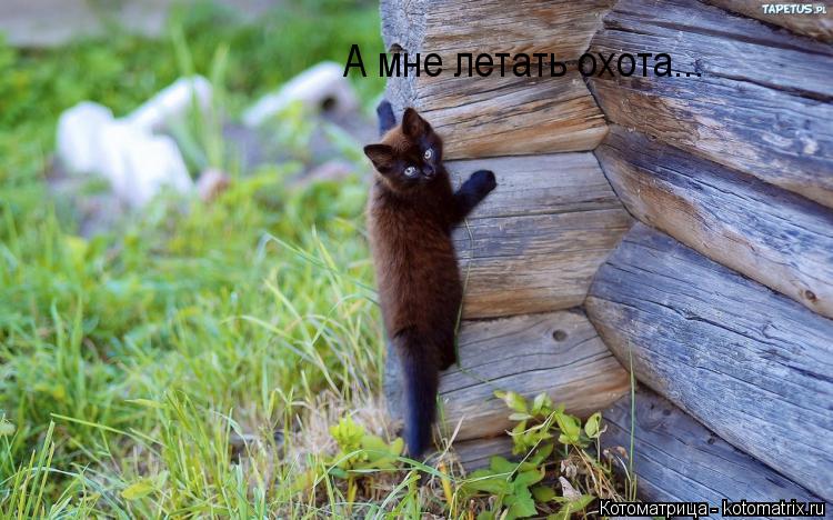 Котоматрица: А мне летать охота...