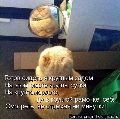Котоматрица: Готов сидеть я круглым задом  На этом месте круглы сутки! На кругломордого,  да в круглой рамочке, себя Смотреть, не отдыхая ни минутки!