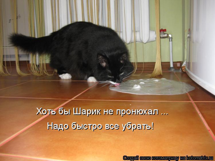 Хоть бы Шарик не пронюхал ... Надо быстро все убрать!... Котоматрица: Хоть бы Шарик не пронюхал ... Надо быстро все убрать!
