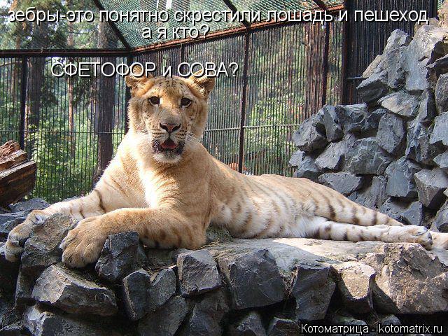 зебры-это понятно скрестили лошадь и пешеход а я кто? СФЕТОФОР и СОВА?... Котоматрица: зебры-это понятно скрестили лошадь и пешеход а я кто? СФЕТОФОР и СОВА?