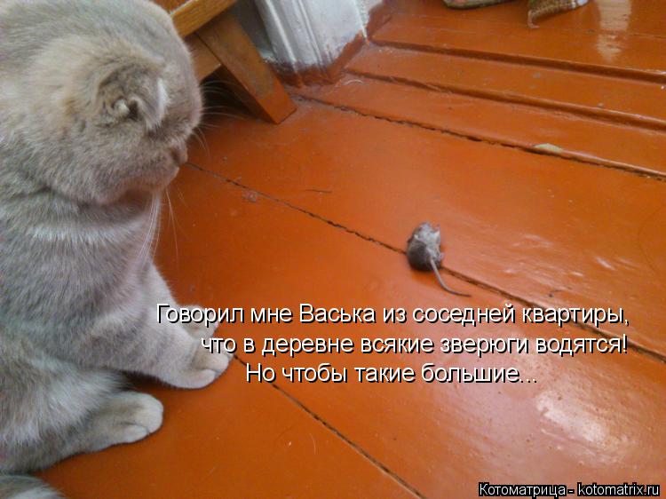 Говорил мне Васька из соседней квартиры, что в деревне всякие зверюги водятся! Но чтобы такие большие... Котоматрица: Говорил мне Васька из соседней квартиры, что в деревне всякие зверюги водятся! Но чтобы такие большие...