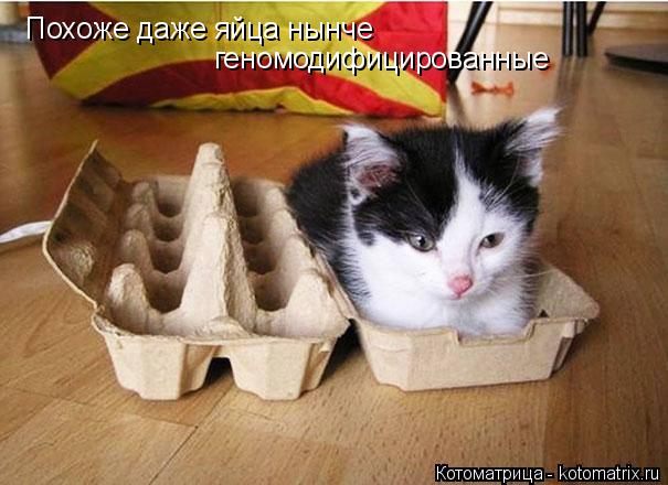 Похоже даже яйца нынче геномодифицированные... Котоматрица: Похоже даже яйца нынче геномодифицированные