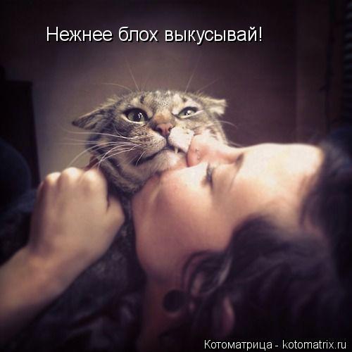 Котоматрица: Нежнее блох выкусывай!