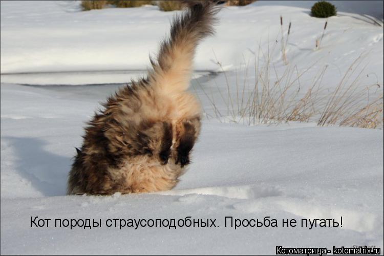 Кот породы страусоподобных. Просьба не пугать! Кот породы страусоподобных. Просьба не пугать!... Котоматрица: Кот породы страусоподобных. Просьба не пугать! Кот породы страусоподобных. Просьба не пугать!