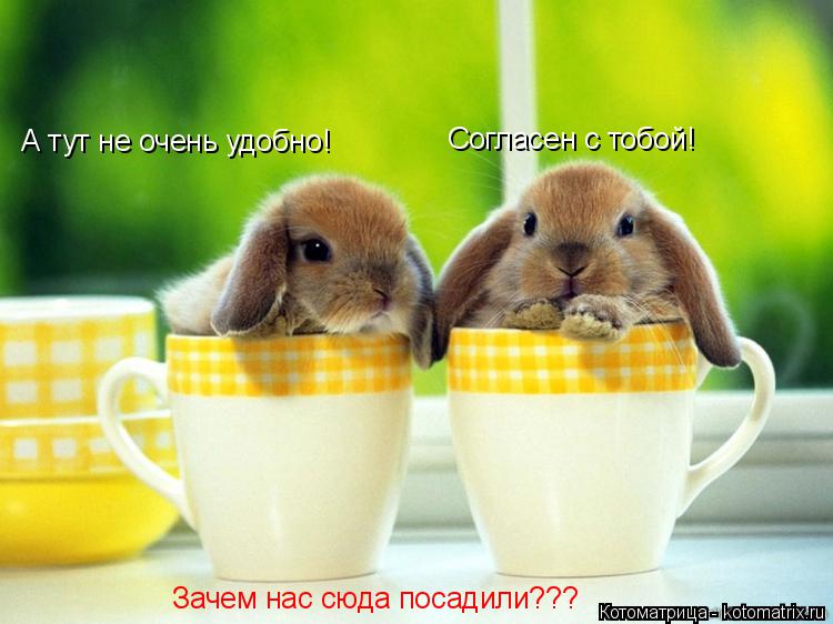 Котоматрица: А тут не очень удобно! Согласен с тобой! Зачем нас сюда посадили???