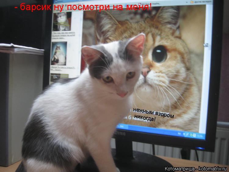 нежным взором никогда! - барсик ну посмотри на меня!... Котоматрица: нежным взором никогда! - барсик ну посмотри на меня!