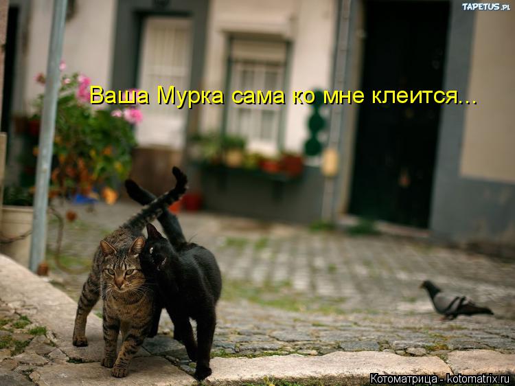 Котоматрица: Ваша Мурка сама ко мне клеится...