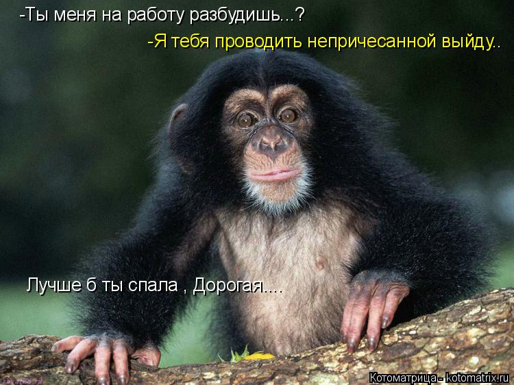 Котоматрица: -Ты меня на работу разбудишь...?  -Я тебя проводить непричесанной выйду.. Лучше б ты спала , Дорогая....