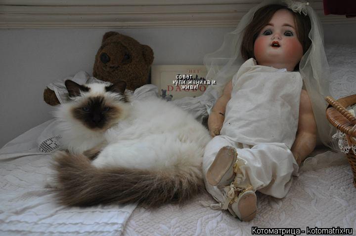 совет купи жениха и живи!... Котоматрица: совет купи жениха и живи!