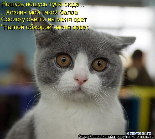 Котоматрица: Ношусь,ношусь туда-сюда... ...Хозяин мой такой балда Сосиску съел и на меня орет "Наглой обжорой"-меня зовет.