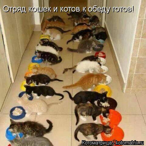 Отряд кошек и котов к обеду готов!... Котоматрица: Отряд кошек и котов к обеду готов!