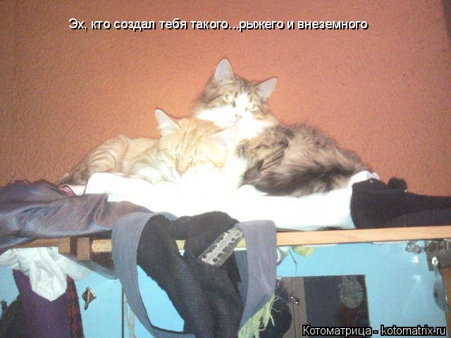 Котоматрица: Эх, кто создал тебя такого...рыжего и внеземного
