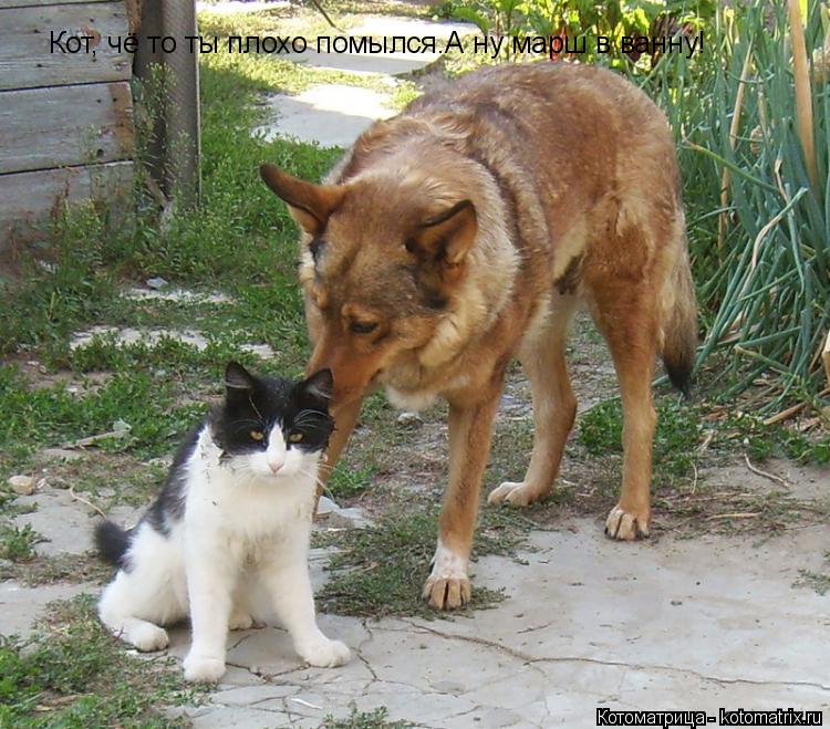 Котоматрица: Кот, чё то ты плохо помылся.А ну марш в ванну!