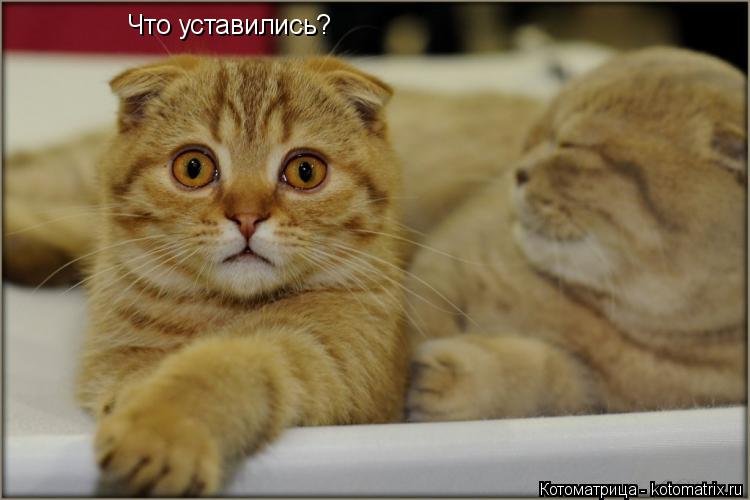 Котоматрица: Что уставились?
