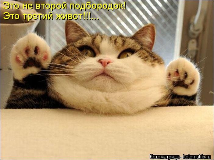 Это не второй подбородок! Это третий живот!!!...... Котоматрица: Это не второй подбородок! Это третий живот!!!...