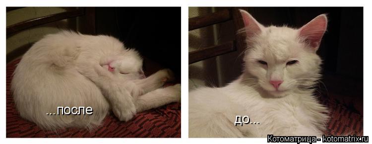 до... ...после... Котоматрица: до... ...после
