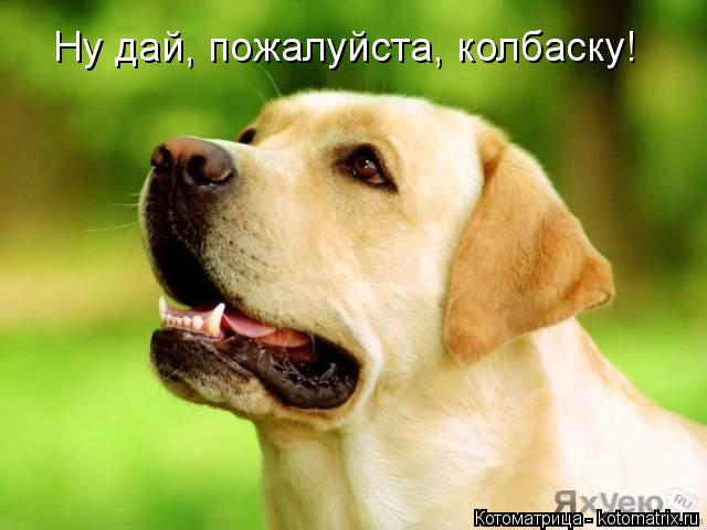 Котоматрица: Ну дай, пожалуйста, колбаску!