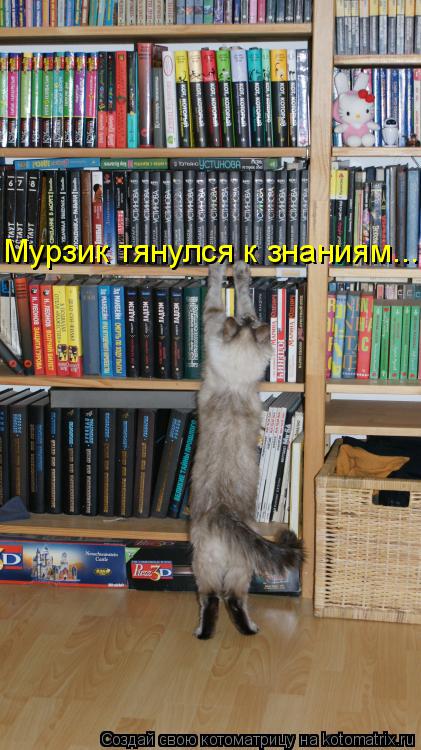 Мурзик тянулся к знаниям...... Котоматрица: Мурзик тянулся к знаниям...